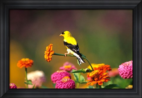 Framed American Goldfinch On Zinnias, Marion, IL Print