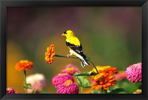 Framed American Goldfinch On Zinnias, Marion, IL Print