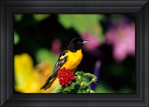 Framed Baltimore Oriole On Lantana, Marion, IL Print