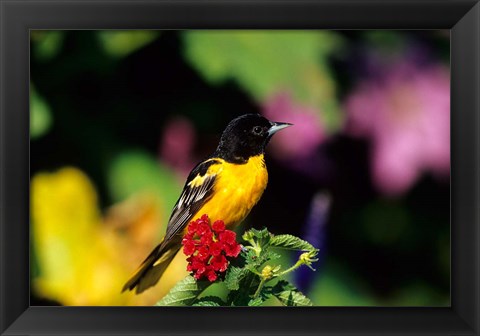 Framed Baltimore Oriole On Lantana, Marion, IL Print