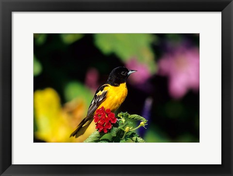 Framed Baltimore Oriole On Lantana, Marion, IL Print