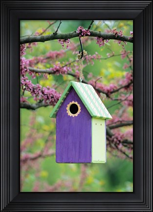 Framed Bird House In Eastern Redbud, Marion, IL Print