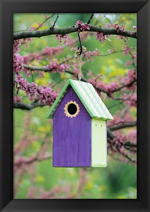 Framed Bird House In Eastern Redbud, Marion, IL Print