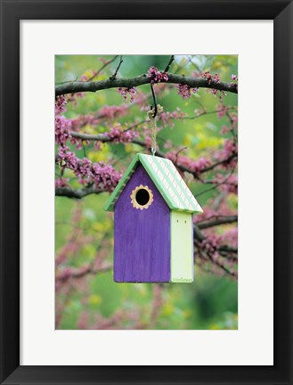 Framed Bird House In Eastern Redbud, Marion, IL Print