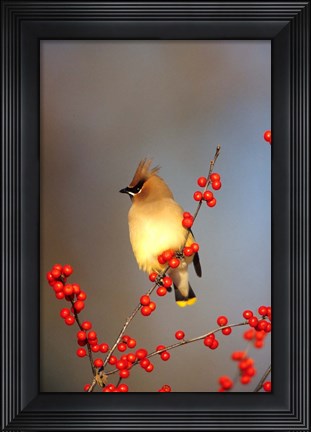 Framed Cedar Waxwing In Common Winterberry, Marion, IL Print