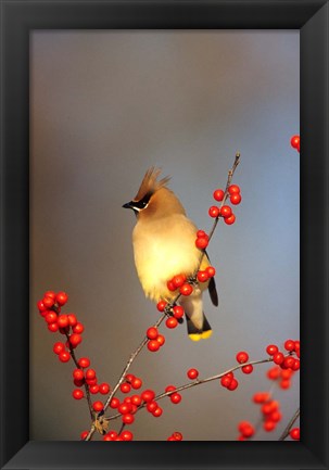 Framed Cedar Waxwing In Common Winterberry, Marion, IL Print