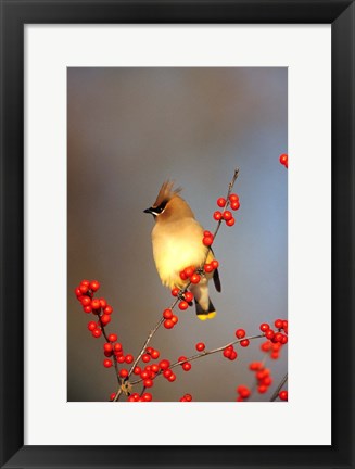 Framed Cedar Waxwing In Common Winterberry, Marion, IL Print