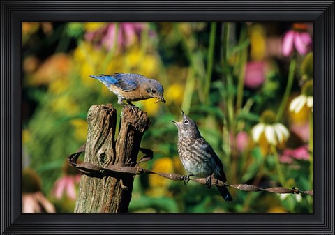 Framed Eastern Bluebird Feeding Fledgling On Fence Print