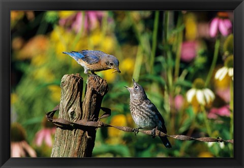 Framed Eastern Bluebird Feeding Fledgling On Fence Print