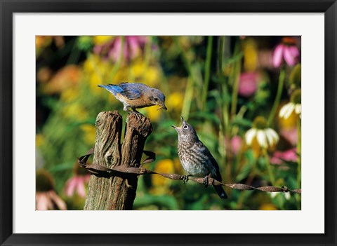 Framed Eastern Bluebird Feeding Fledgling On Fence Print