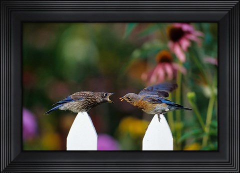 Framed Eastern Bluebird Feeding Fledgling  A Worm, Marion, IL Print