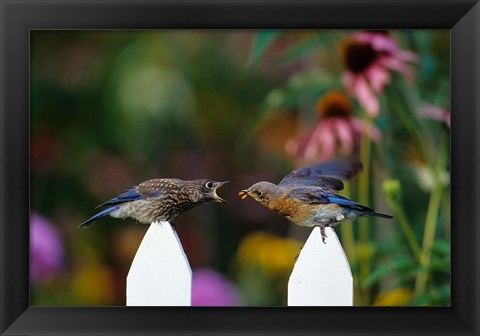 Framed Eastern Bluebird Feeding Fledgling  A Worm, Marion, IL Print