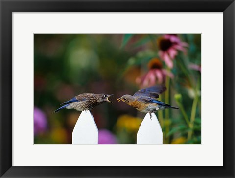 Framed Eastern Bluebird Feeding Fledgling  A Worm, Marion, IL Print