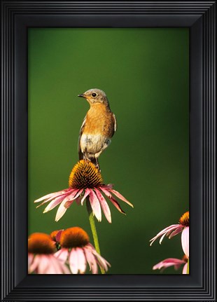 Framed Eastern Bluebird On Purple Coneflowers, Marion, IL Print