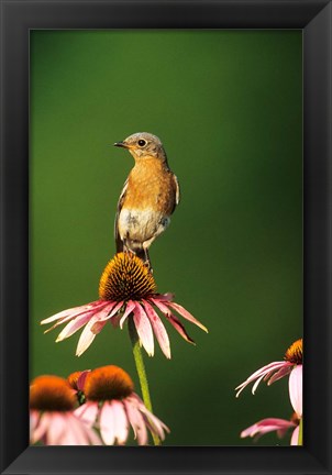 Framed Eastern Bluebird On Purple Coneflowers, Marion, IL Print