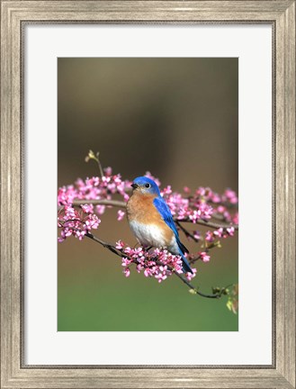 Framed Eastern Bluebird In Redbud Tree, Marion, IL Print