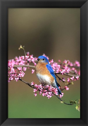 Framed Eastern Bluebird In Redbud Tree, Marion, IL Print