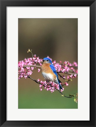 Framed Eastern Bluebird In Redbud Tree, Marion, IL Print