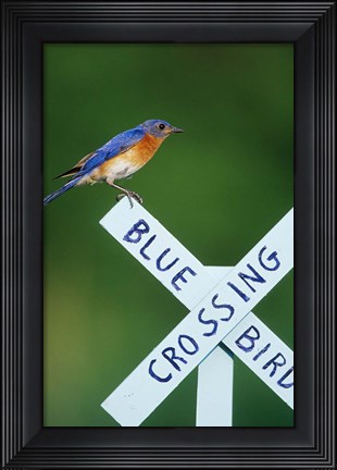 Framed Eastern Bluebird On Crossing Sign, Marion, IL Print