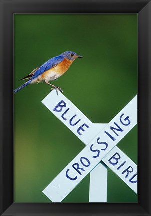 Framed Eastern Bluebird On Crossing Sign, Marion, IL Print