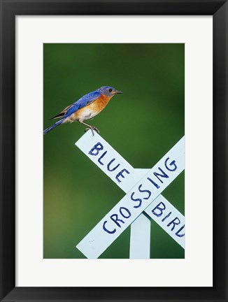 Framed Eastern Bluebird On Crossing Sign, Marion, IL Print