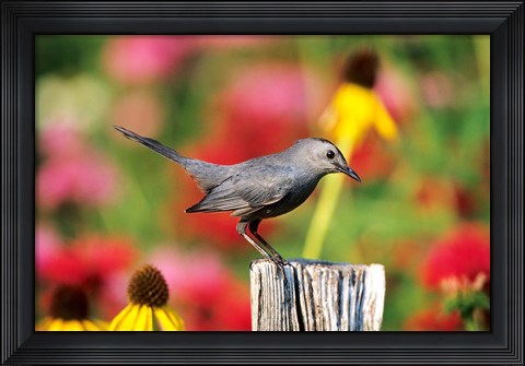 Framed Gray Catbird On A Fence Post, Marion, IL Print