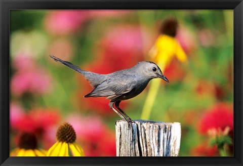 Framed Gray Catbird On A Fence Post, Marion, IL Print