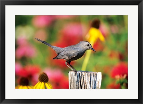 Framed Gray Catbird On A Fence Post, Marion, IL Print