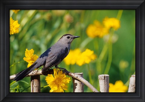 Framed Gray Catbird On A Wooden Fence, Marion, IL Print