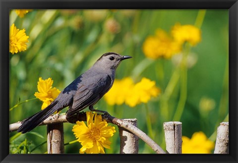 Framed Gray Catbird On A Wooden Fence, Marion, IL Print