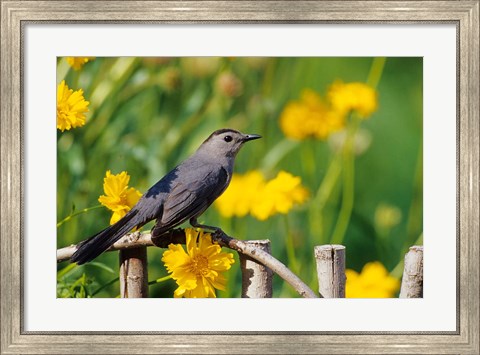 Framed Gray Catbird On A Wooden Fence, Marion, IL Print