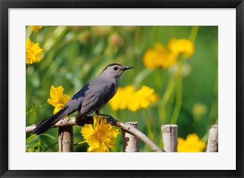 Framed Gray Catbird On A Wooden Fence, Marion, IL Print