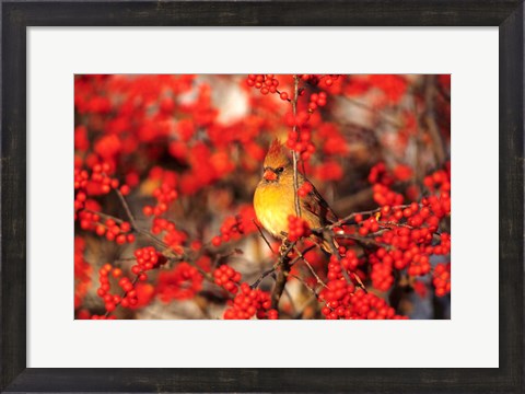 Framed Northern Cardinal In Common Winterberry Marion, IL Print