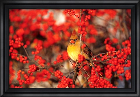 Framed Northern Cardinal In Common Winterberry Marion, IL Print