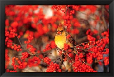 Framed Northern Cardinal In Common Winterberry Marion, IL Print