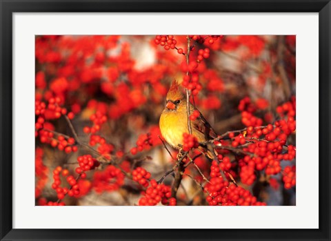 Framed Northern Cardinal In Common Winterberry Marion, IL Print