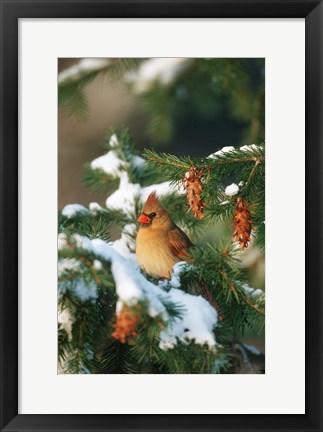 Framed Northern Cardinal In A Spruce Tree In Winter, Marion, IL Print