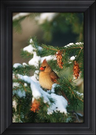 Framed Northern Cardinal In A Spruce Tree In Winter, Marion, IL Print