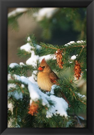 Framed Northern Cardinal In A Spruce Tree In Winter, Marion, IL Print