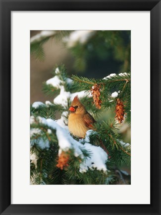 Framed Northern Cardinal In A Spruce Tree In Winter, Marion, IL Print