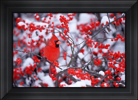 Framed Northern Cardinal In The Winter, Marion, IL Print