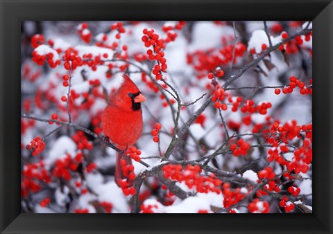 Framed Northern Cardinal In The Winter, Marion, IL Print