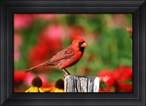 Framed Northern Cardinal On A Fence Post, Marion, IL Print