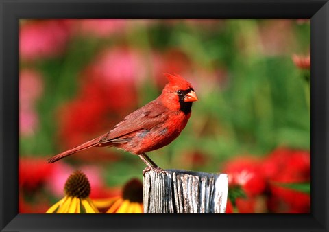 Framed Northern Cardinal On A Fence Post, Marion, IL Print