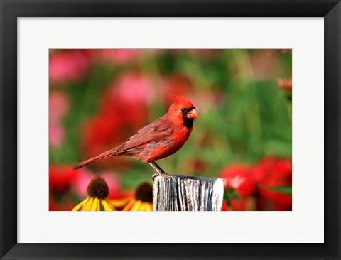 Framed Northern Cardinal On A Fence Post, Marion, IL Print