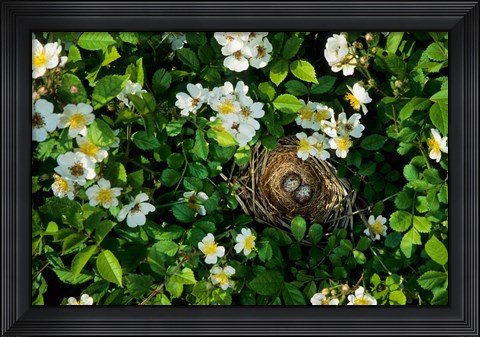 Framed Song Sparrow Nest With Eggs, IL Print