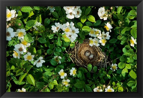 Framed Song Sparrow Nest With Eggs, IL Print