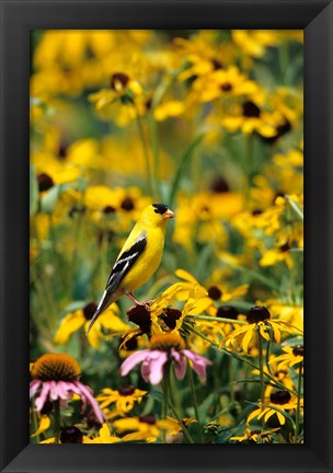 Framed American Goldfinch On Black-Eyed Susans, Illinois Print