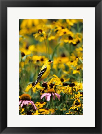 Framed American Goldfinch On Black-Eyed Susans, Illinois Print