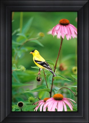 Framed American Goldfinch On Purple Coneflower, Illinois Print